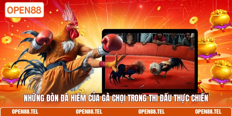 Những đòn đá hiểm của gà chọi